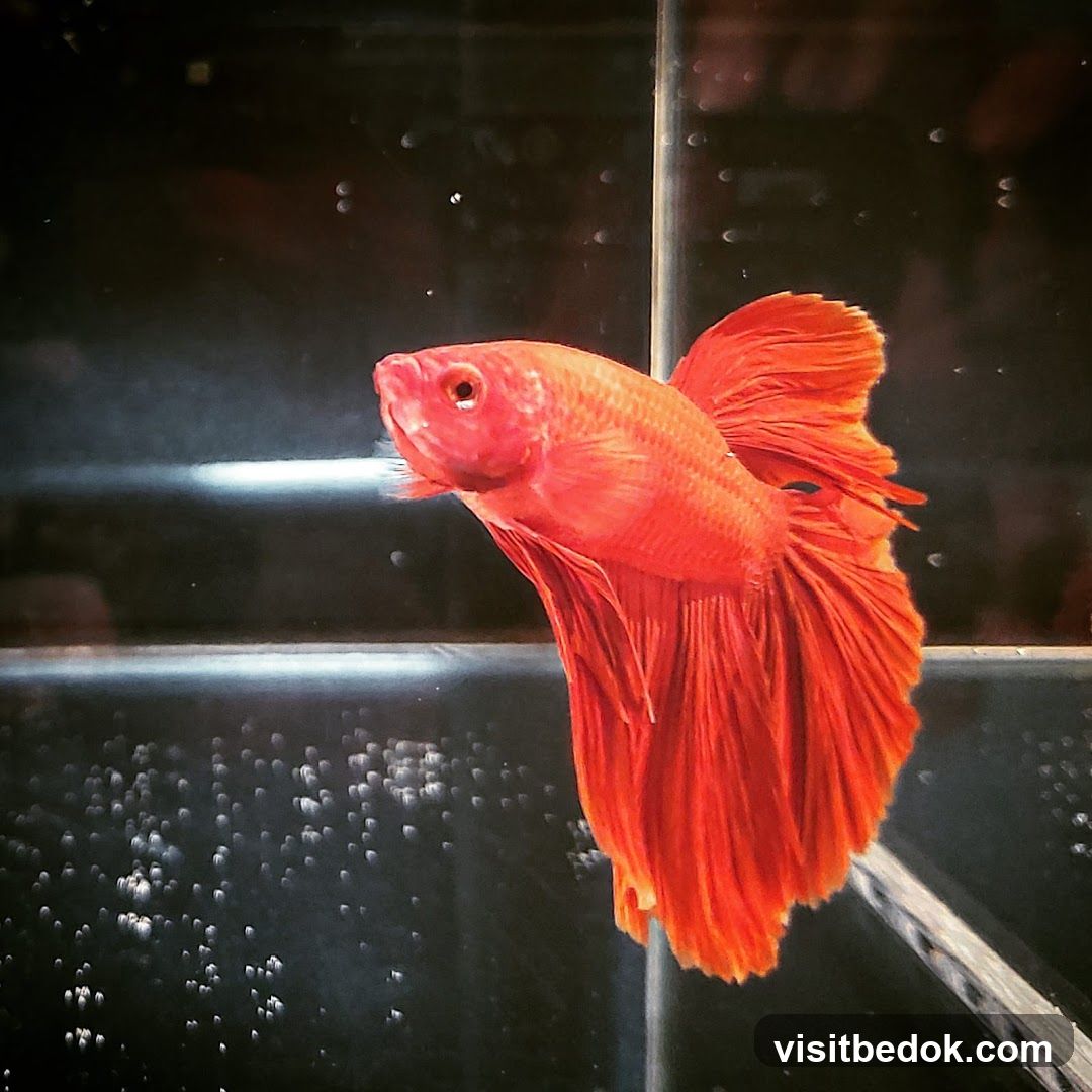 Betta Fish