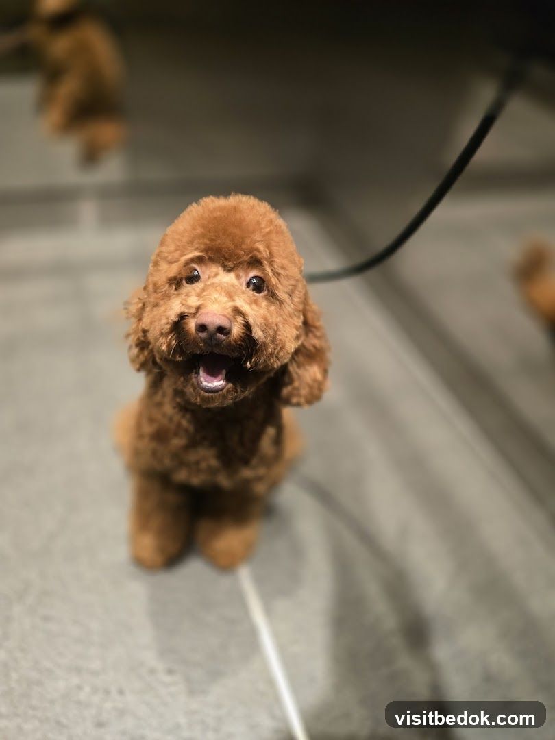 Beaupaws Pet Grooming
