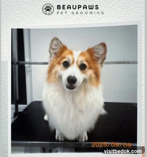 Beaupaws Pet Grooming
