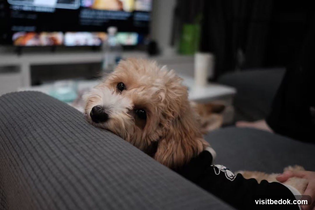 Dog resting on a person's lap