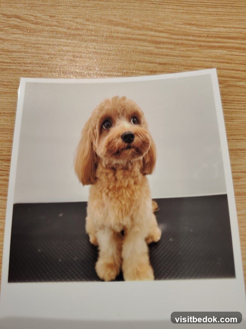 Dog grooming photo