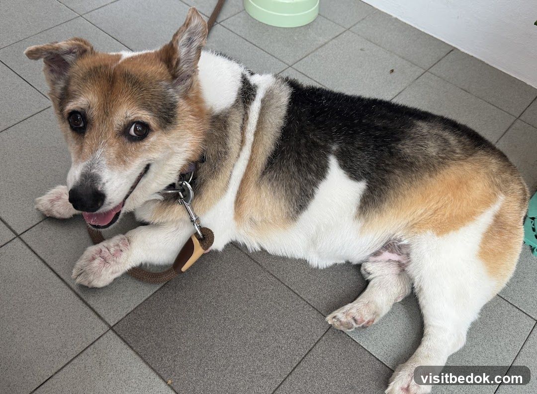 Dog lying on tiled floor
