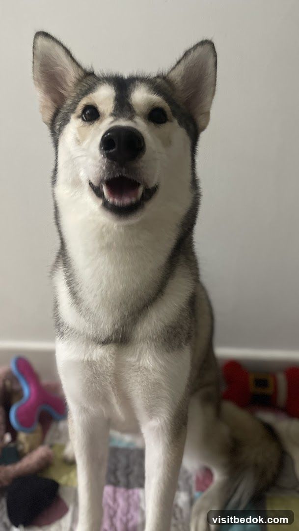 Husky Dog with Toys
