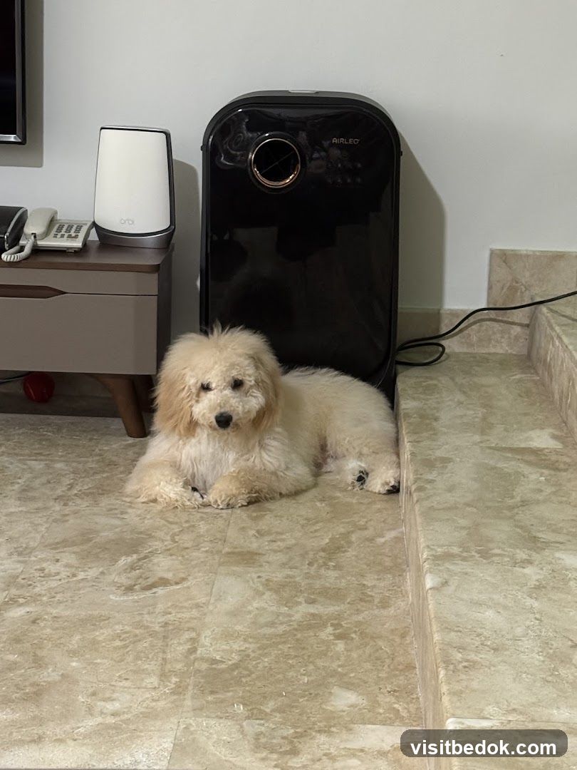 Dog and Air Purifier