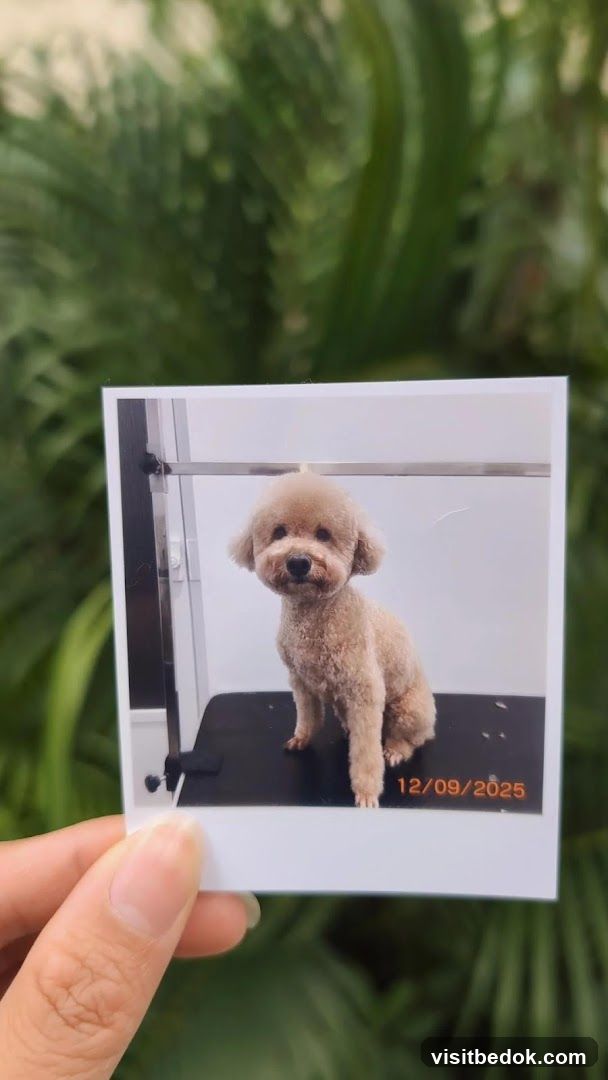 Groomed Poodle