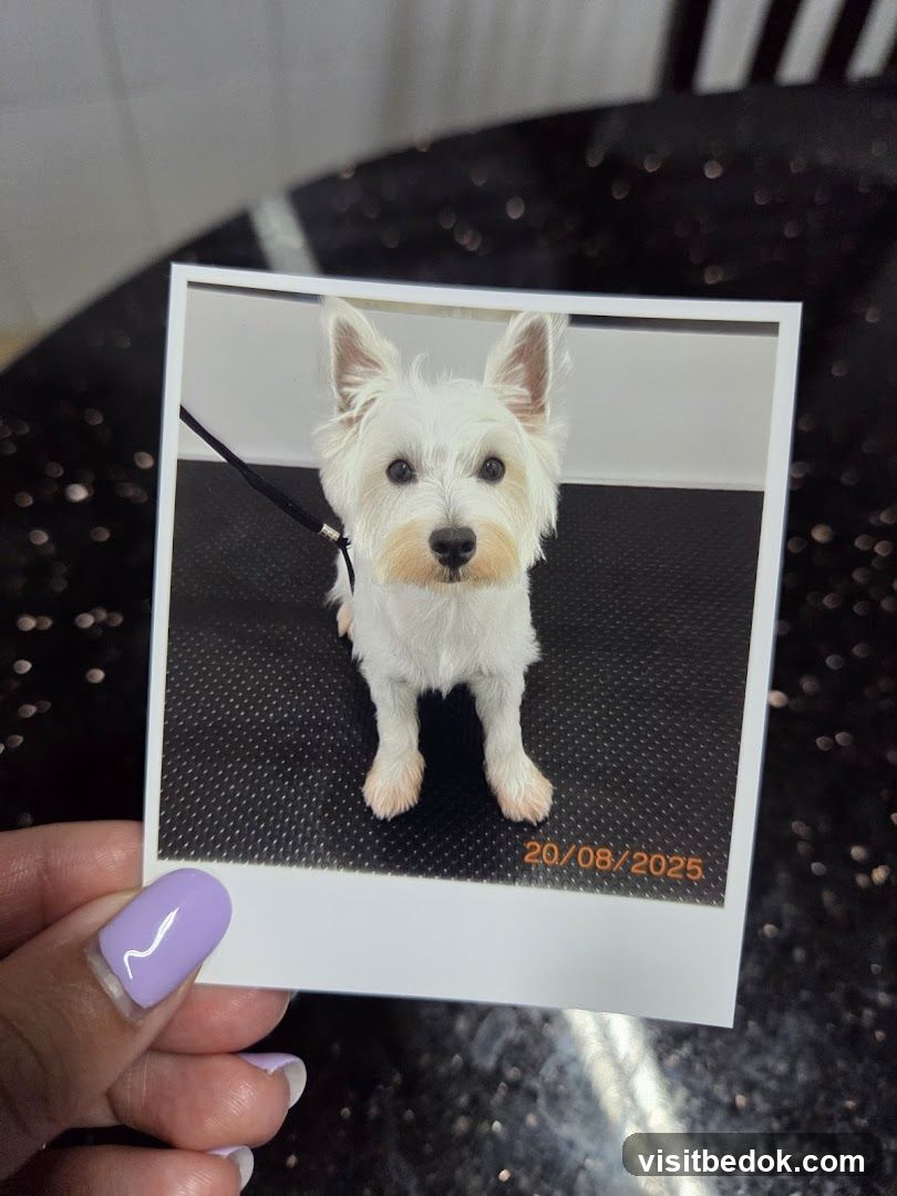 White Dog on Grooming Table