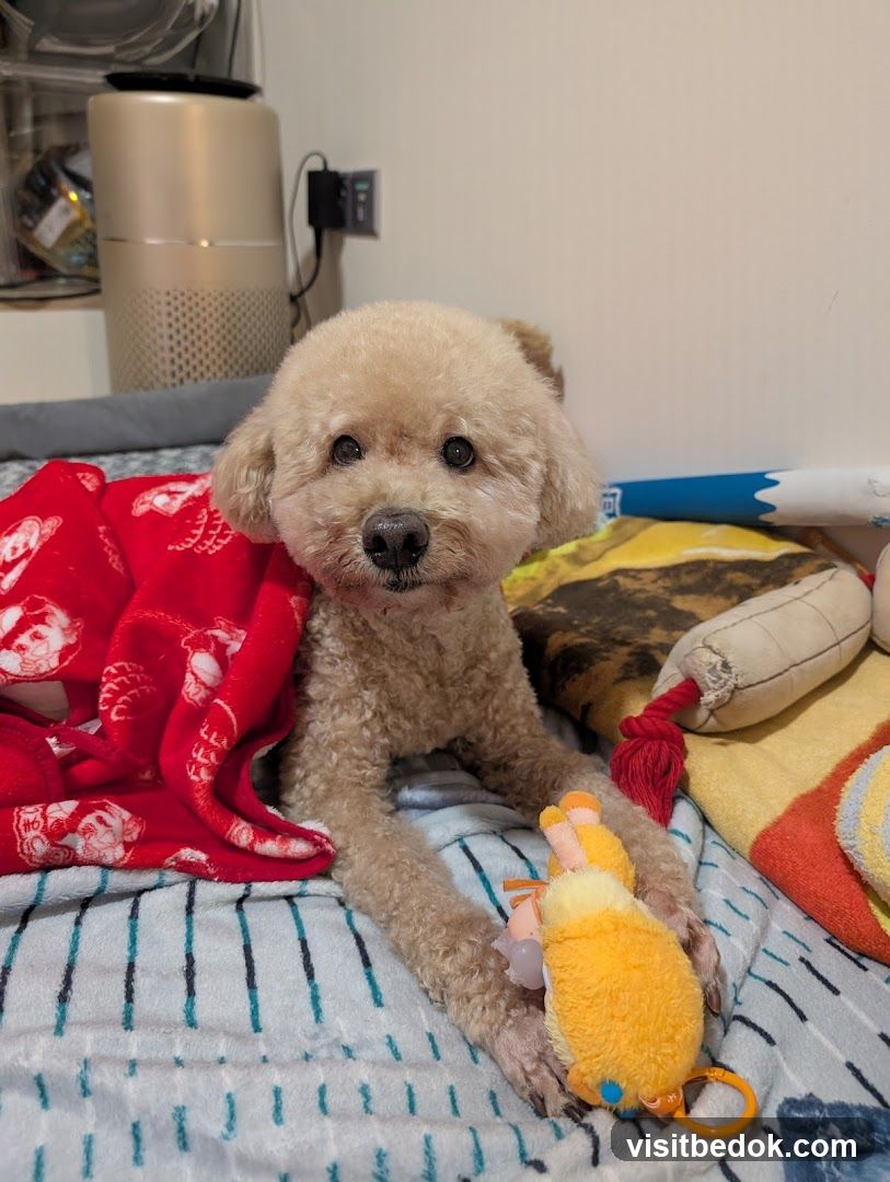 Poodle with toys
