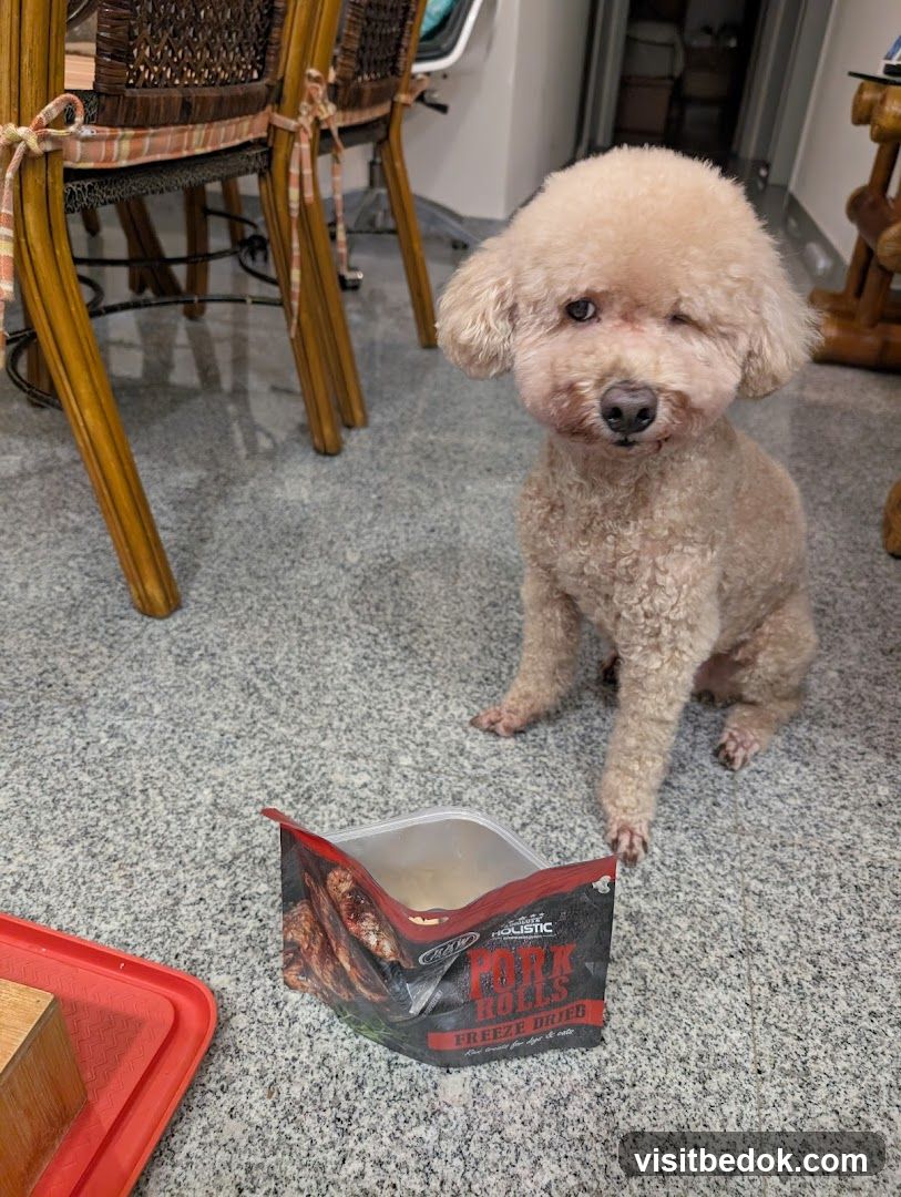 Dog with pet food