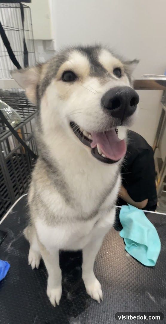 Happy Husky Dog